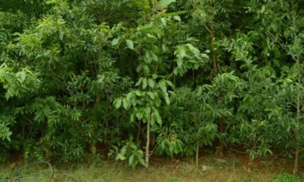 Miyawaki forest destined for Feltham