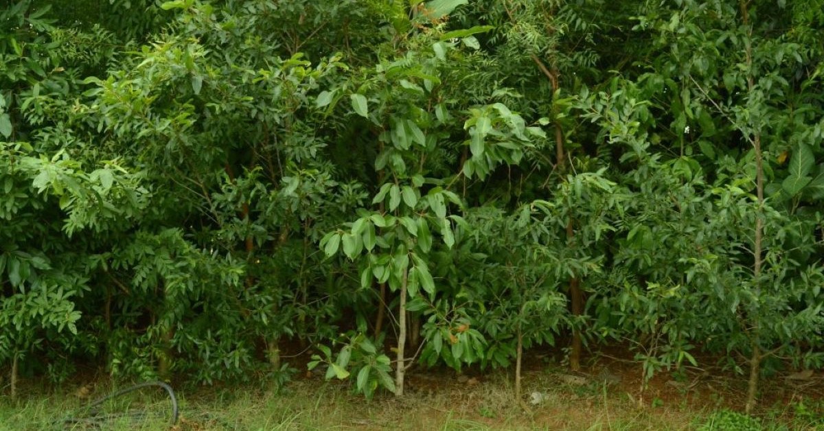 Miyawaki forest destined for Feltham