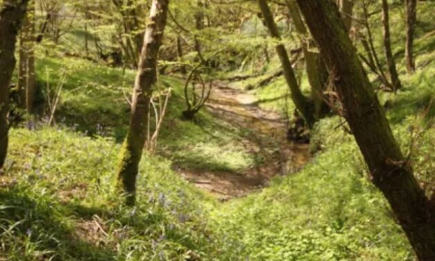 Strategy to help nature thrive across East Sussex launches