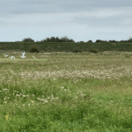 Bidwells launches pioneering BNG map for England