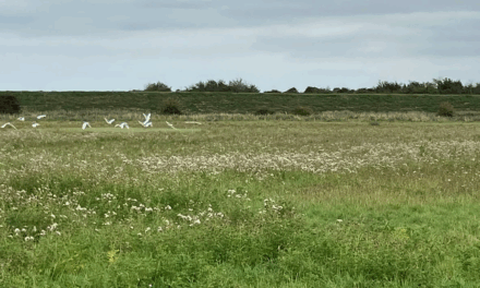 Bidwells launches pioneering BNG map for England