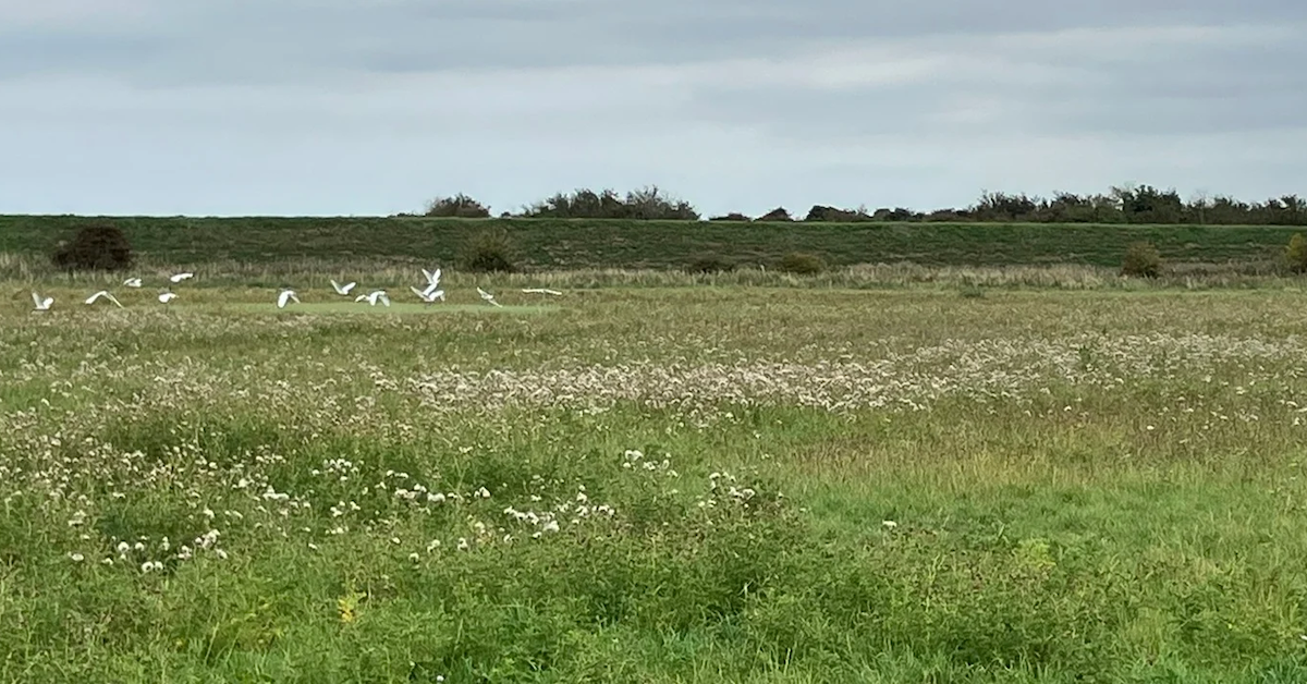 Bidwells launches pioneering BNG map for England