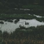 Sewage swamps Eastern England’s wilderness