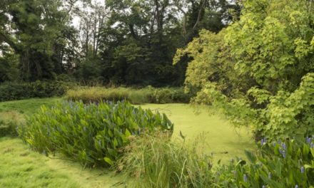 Funding secured to transform and restore Fishponds Park in Surbiton