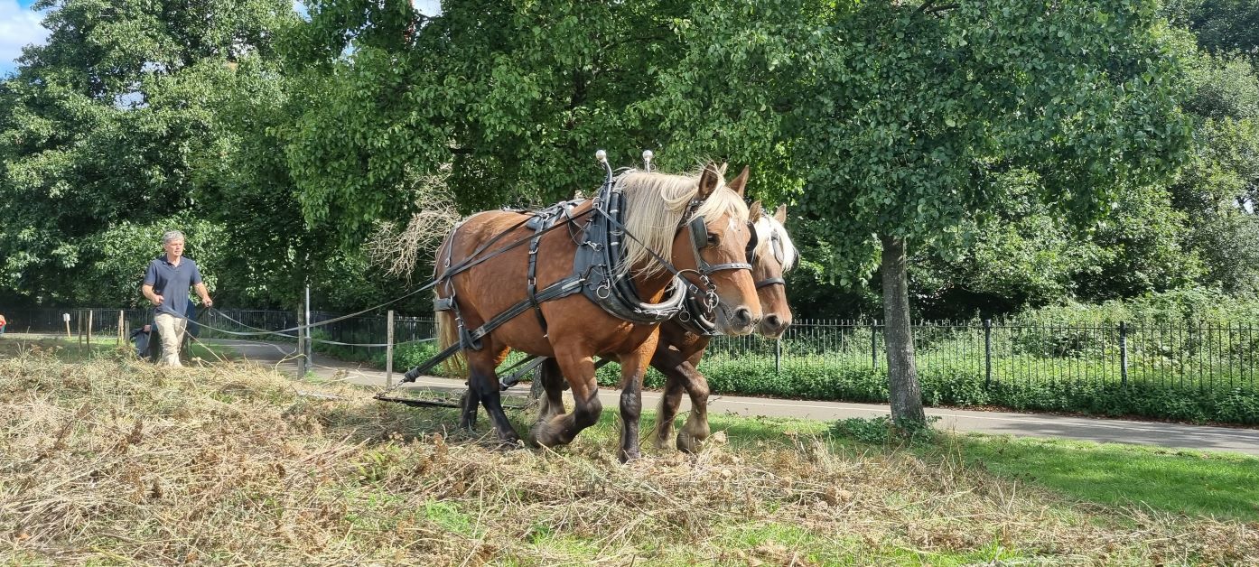 Rewild London impacts Wandsworth parks – UK Property Forums