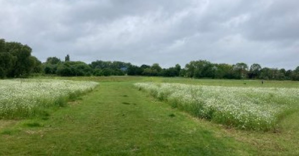 Spider Park flooding and biodiversity project commences