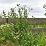 Surrey University and councils pilot weed management schemes