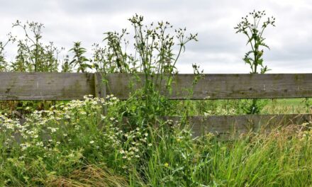 Surrey University and councils pilot weed management schemes