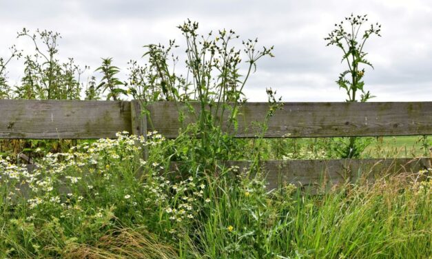 Surrey University and councils pilot weed management schemes