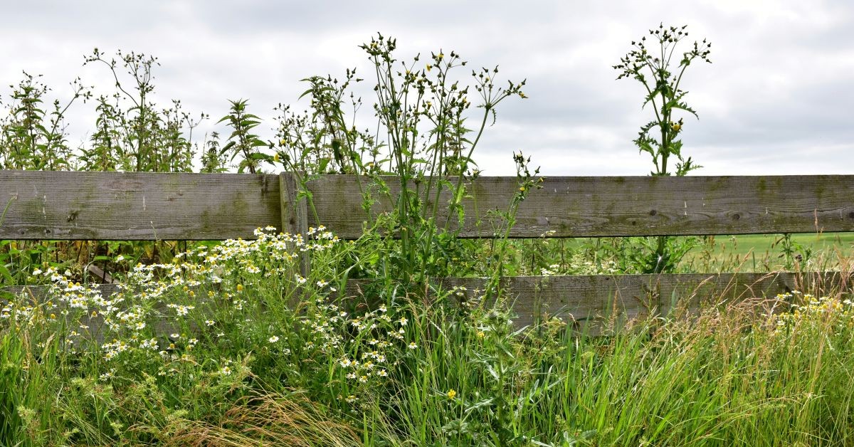 Surrey University and councils pilot weed management schemes