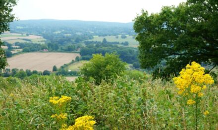 Guildford Council reassures Surrey’s Green Belt not at risk