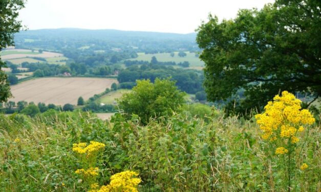 Guildford Council reassures Surrey’s Green Belt not at risk