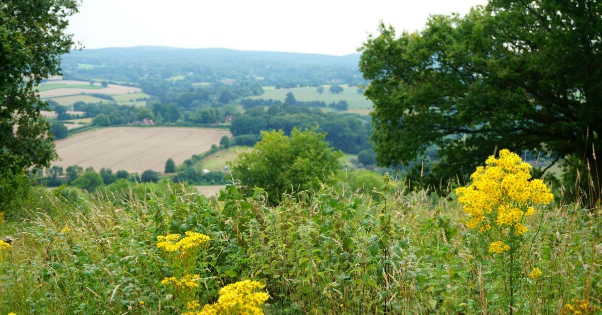 Guildford Council reassures Surrey’s Green Belt not at risk