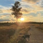 Surrey Heath Local Plan Review 2040 consultation launched
