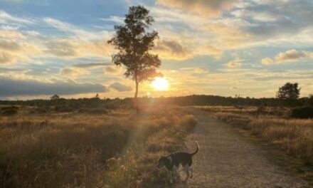 Surrey Heath Local Plan Review 2040 consultation launched