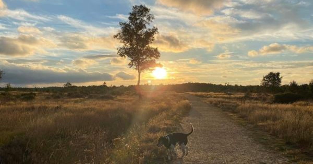 Surrey Heath Local Plan Review 2040 consultation launched