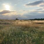 Warren Farm nature reserve status confirmed by Ealing