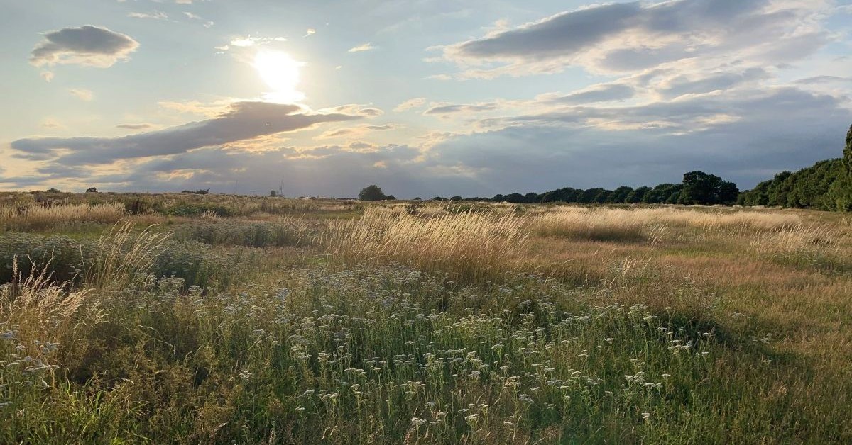 Warren Farm nature reserve status confirmed by Ealing